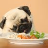 Dog Allergies How does it impact your dogs health