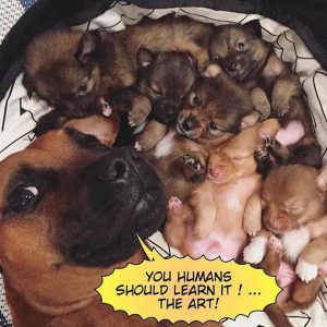 Dog Breeding WoofBox Blog Nervous about breeding your dog