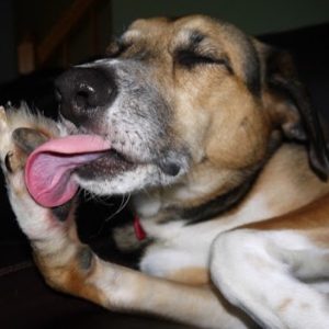 WoofBox Blog - Why do Dogs Lick?