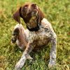 WoofBox Blog - Is your little pooch scratching too much these days?May be he has ticks. Don’t panic, keep reading