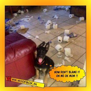 WoofBox Blog - Is it possible to Keep a house clean when you have Pets?
