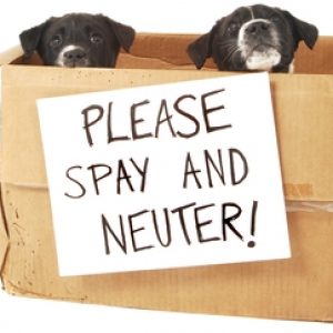Neutering is the removal of an animal’s reproductive organ which means your pet can’t breed. In this age of growing pet population, neutering animal is the most viable solution.
