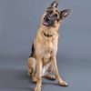 Staying calm is one of the most important thing that we miss to exhibit around dogs – But the question is how to do that?