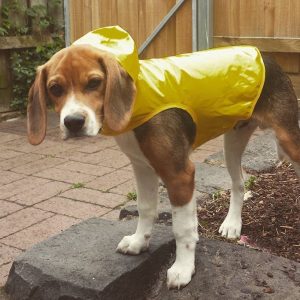 WoofBox Blog - Dogs in Rains