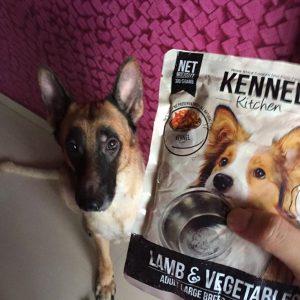 WoofBox Blog - Feed your pet right, Why is it important?