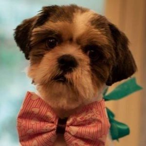 8 interesting facts about Shih Tzu