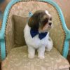 8 interesting facts about Shih Tzu