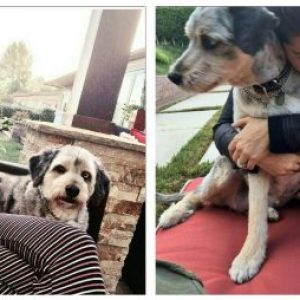 Sunny Leone : This beautiful sensation has adopted two dogs – ‘Lilu’ and ‘Chopper’ and she keeps posting their pictures on her instagram account once in a while. 8 Celebrities Who Love To Pamper Their Pooch