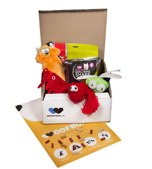 dog birthday box of toys