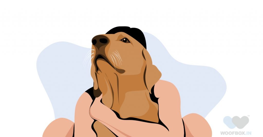 How to bond better with your dog | WoofBox Blog