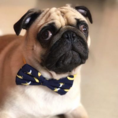 Go bananas over Blue Bow Tie