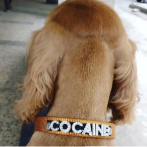 Custom Dog Collars with Name