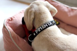 Custom Dog Collars with Name