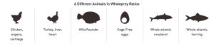 Orijen Dog Food - 6 Different Animals in Wholeprey Ratios