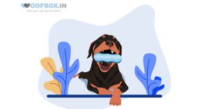 My Dog Chews Everything! Causes, Solutions & chew proof dog toys | WoofBox Blog