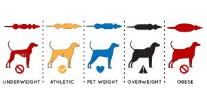 Obesity – A Common Problem in Dogs