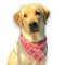 Dog Bandana | Top 5 Reasons Why Your Dog Should Wear It